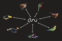 Bird genome diagram