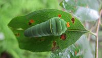 A papilio glaucus larva munches on a leaf.
