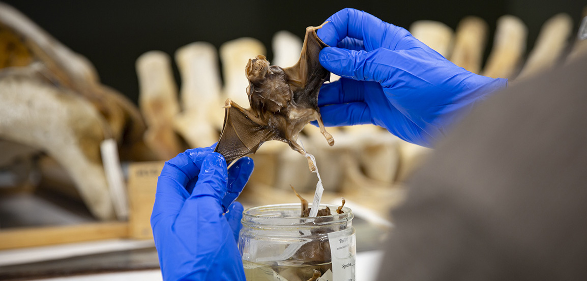 Sampling bat tissue