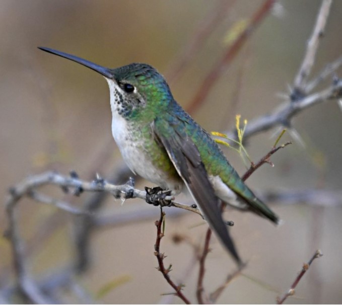 unknown hummingbird species
