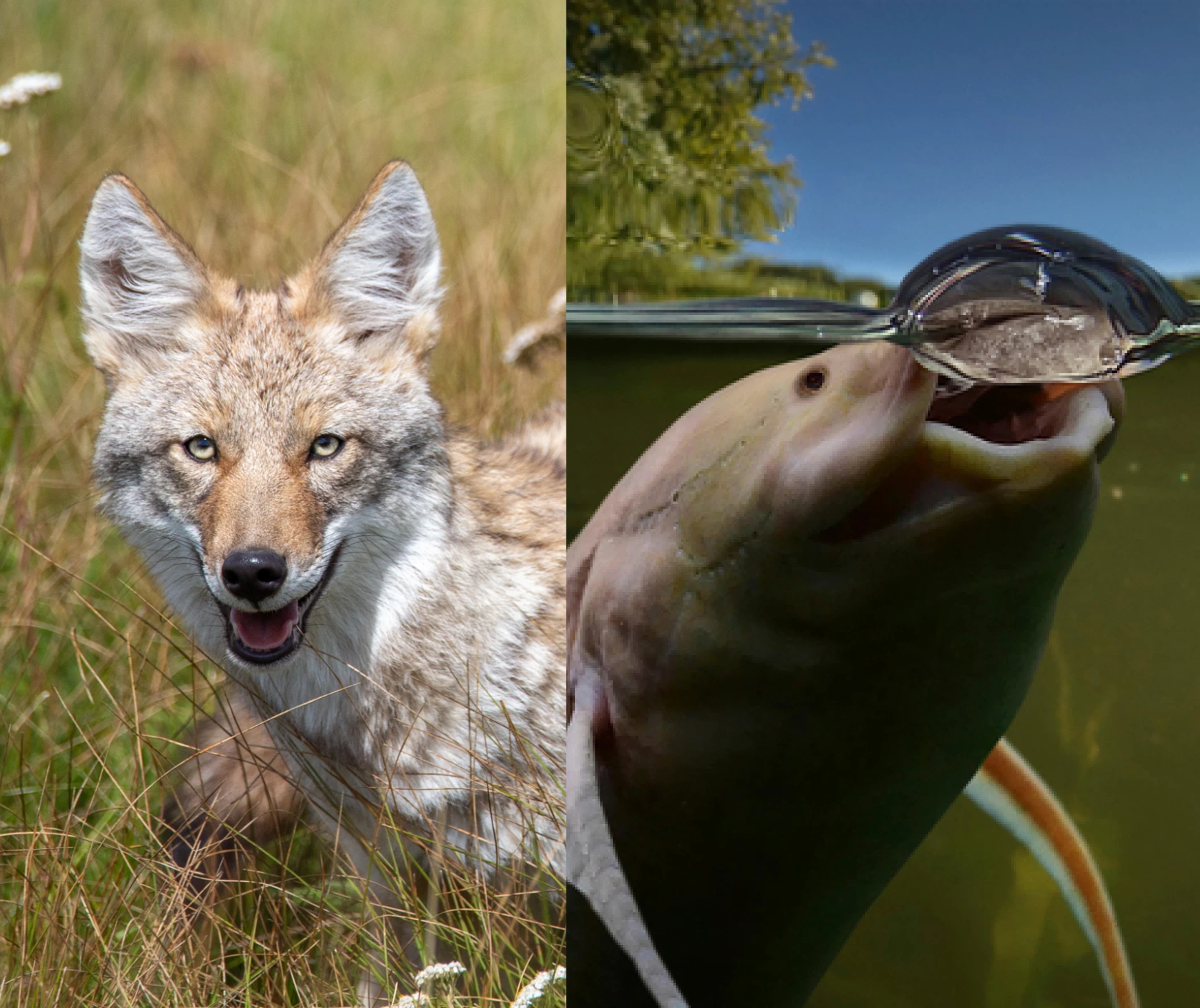 coyote and lungfish