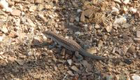 Spotted Whiptail lizard