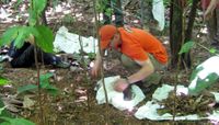 UNM Ph.D. candidate Mason Ryan and tropical biology students finish up sampling a leaf litter plot.