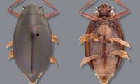 Whirlygig Beetle