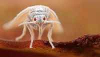 Closeup of Whitefly